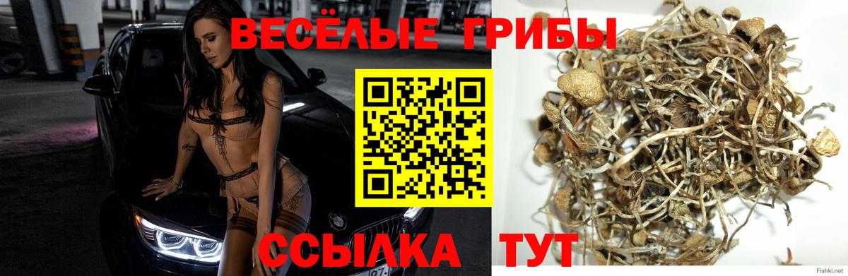 Псилоцибиновые грибы Psilocybe Алушта